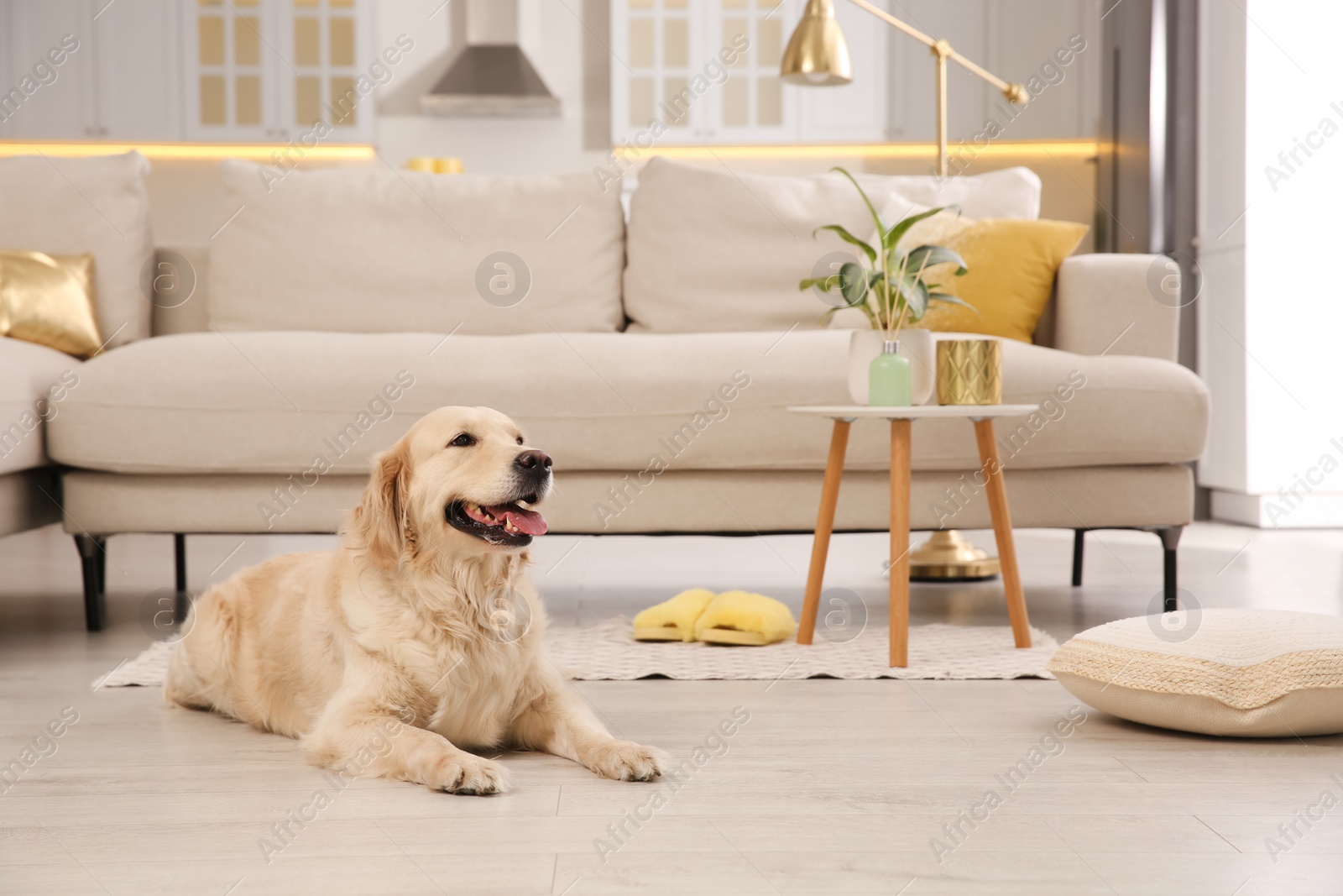 Photo of Modern living room interior. Cute Golden Labrador Retriever on floor near couch