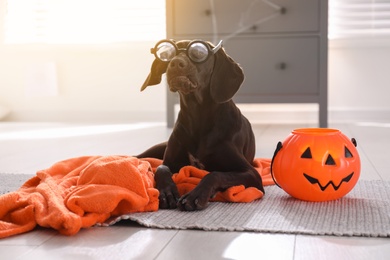 Photo of Adorable German Shorthaired Pointer dog in funny glasses with Halloween trick or treat bucket indoors