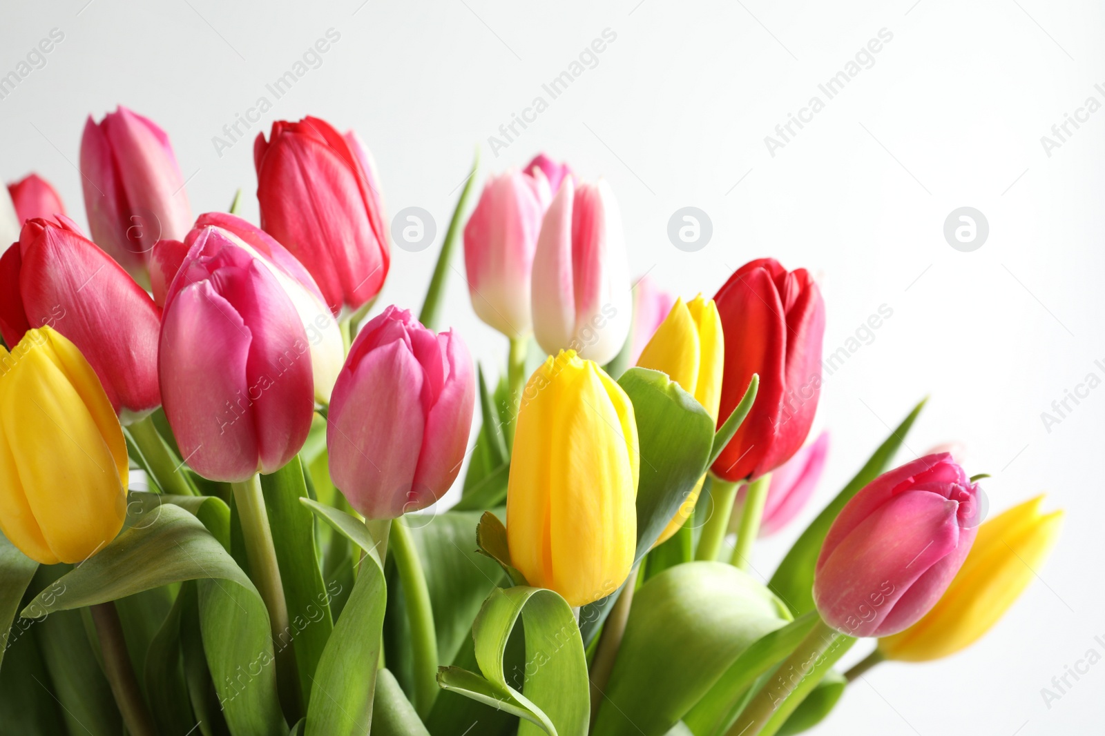 Photo of Beautiful bouquet of bright tulip flowers on white background