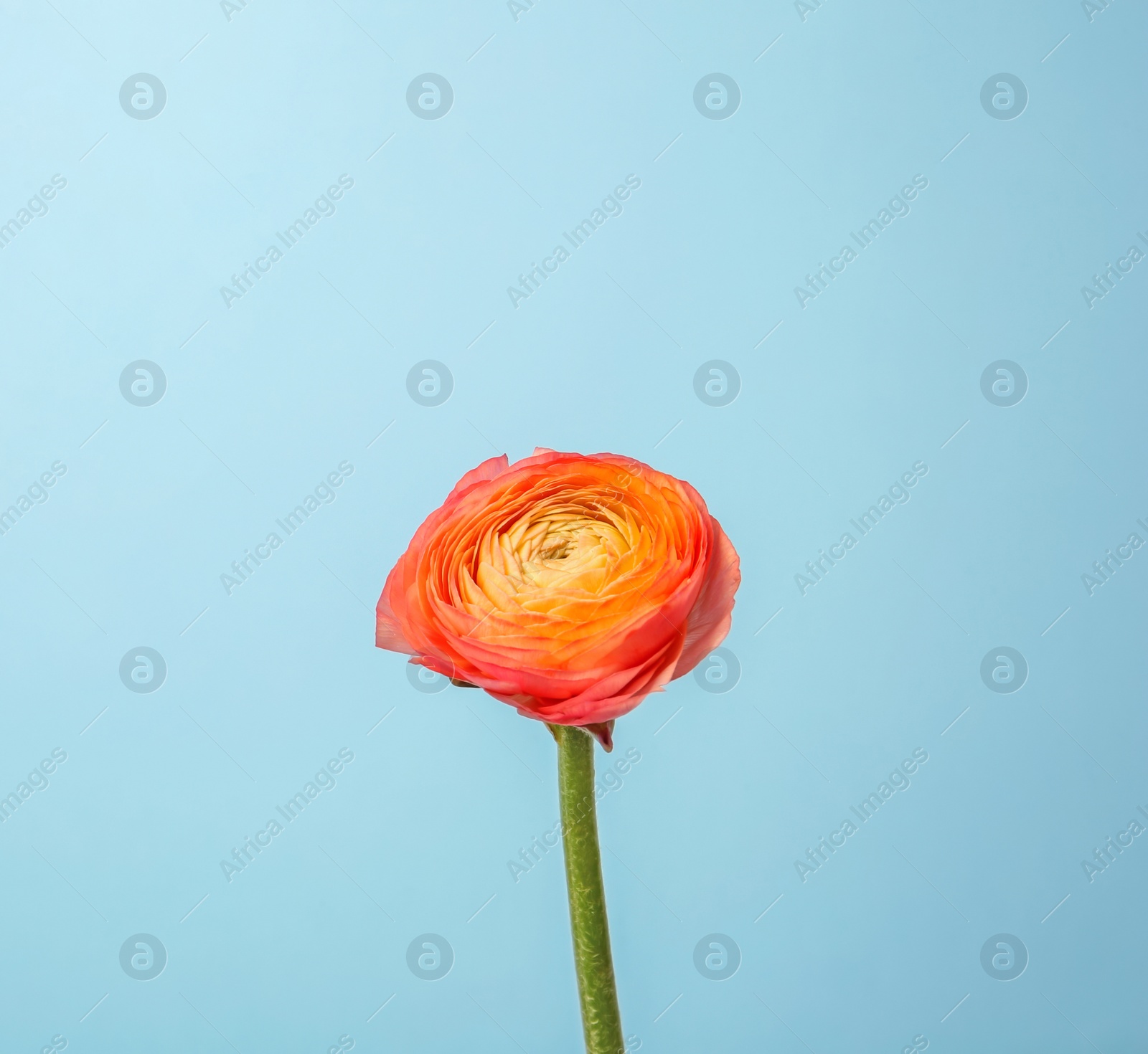 Photo of Beautiful ranunculus flower on color background