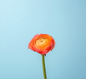 Photo of Beautiful ranunculus flower on color background