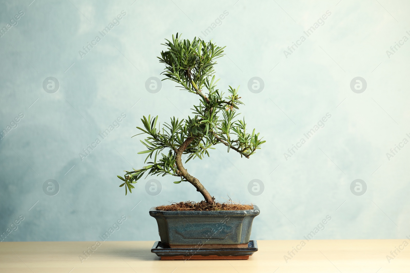 Photo of Japanese bonsai plant on wooden table. Creating zen atmosphere at home