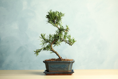 Japanese bonsai plant on wooden table. Creating zen atmosphere at home