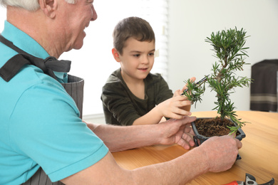 Photo of Senior man with little grandson taking care of Japanese bonsai plant indoors. Creating zen atmosphere at home