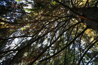 Beautiful conifer tree in forest, bottom view