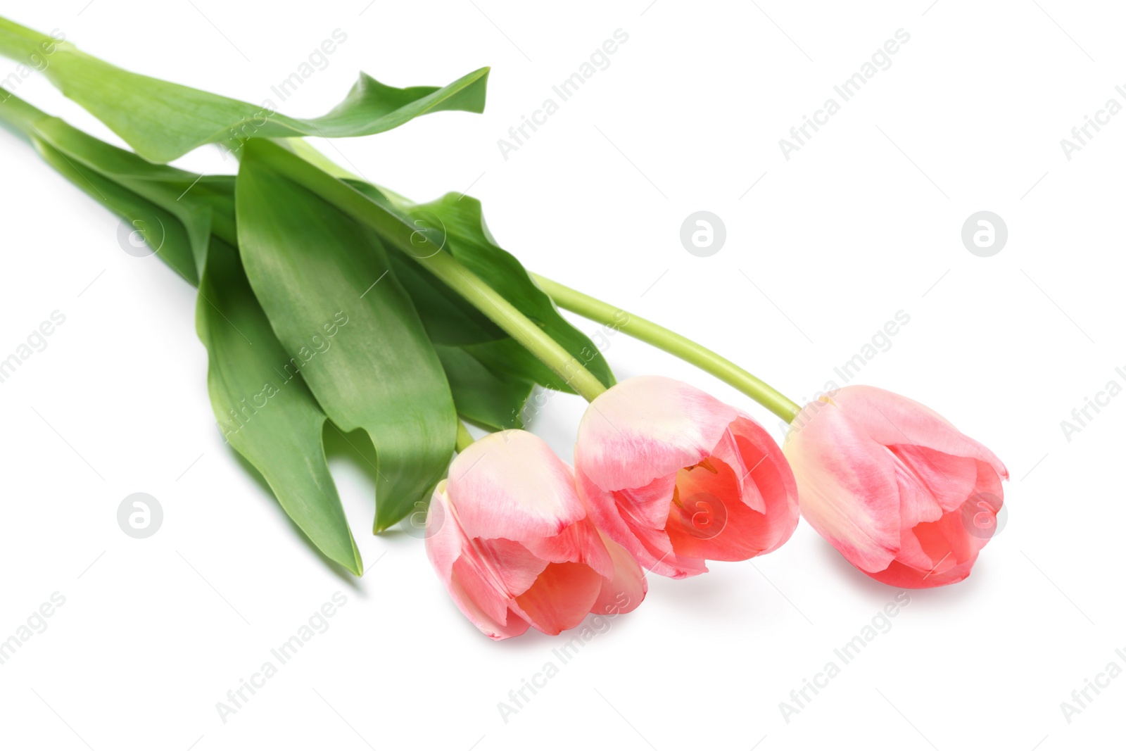 Photo of Beautiful pink tulip flowers isolated on white