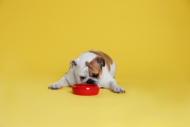 Adorable funny English bulldog with feeding bowl on yellow background