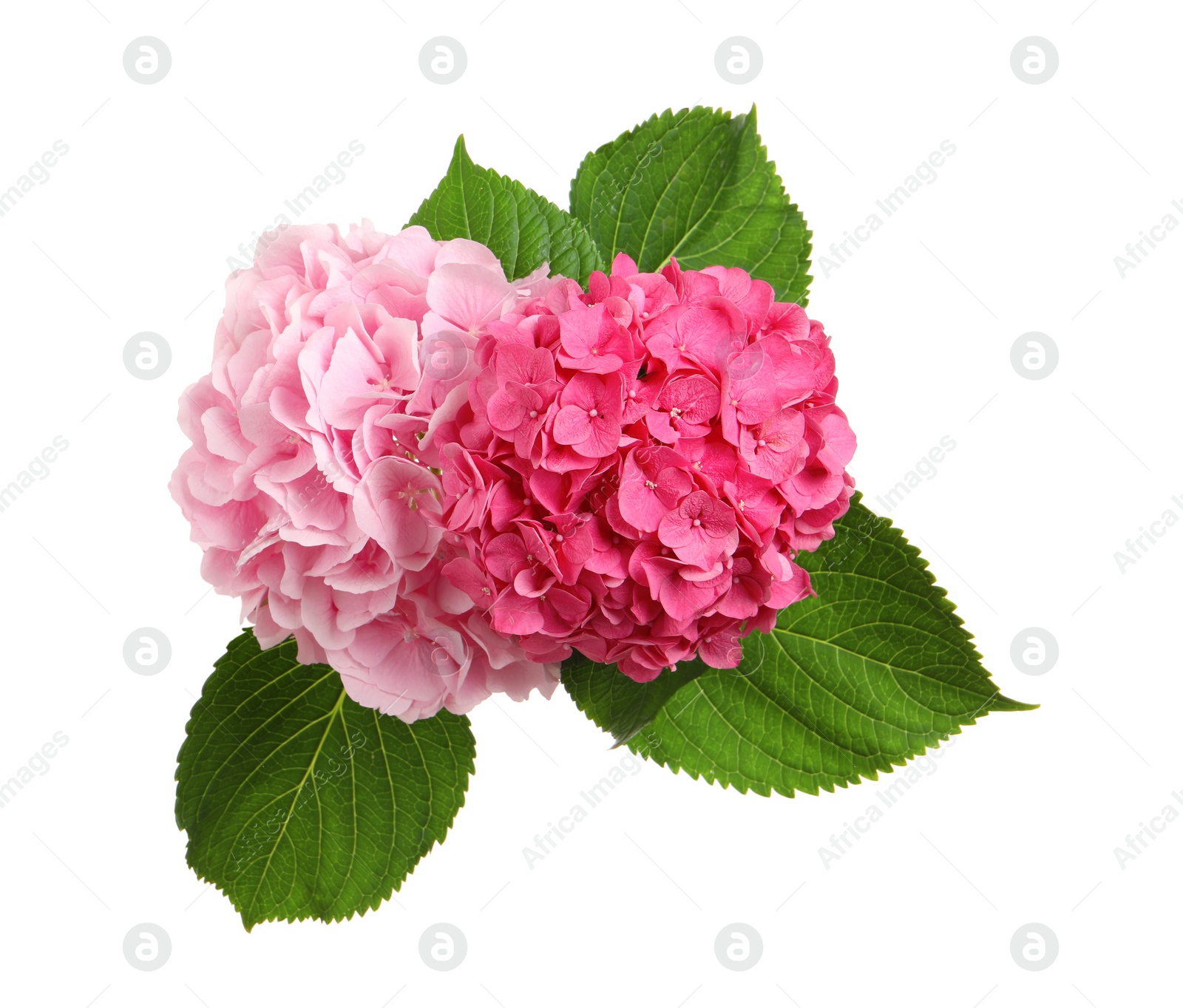 Photo of Bouquet of beautiful hortensia flowers on white background, top view