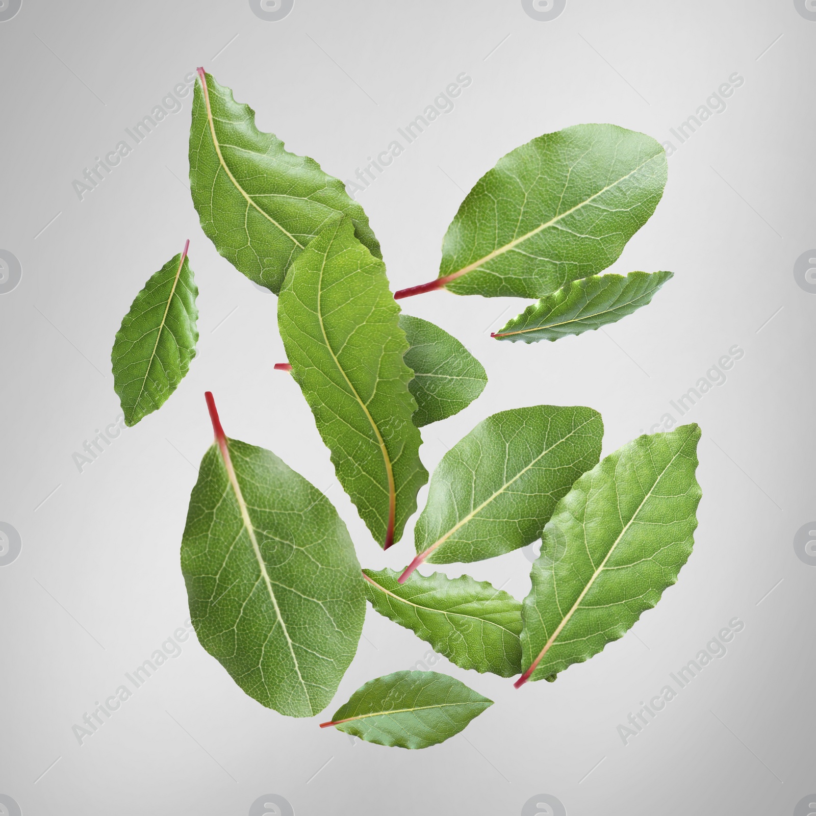 Image of Fresh bay leaves falling on light grey background