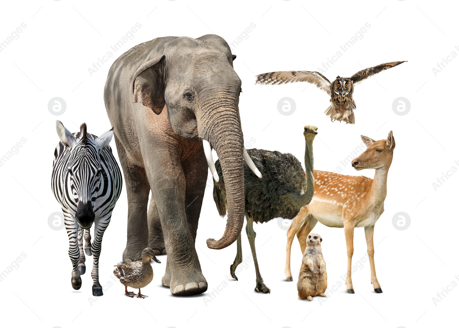 Image of Group of different wild animals on white background, collage