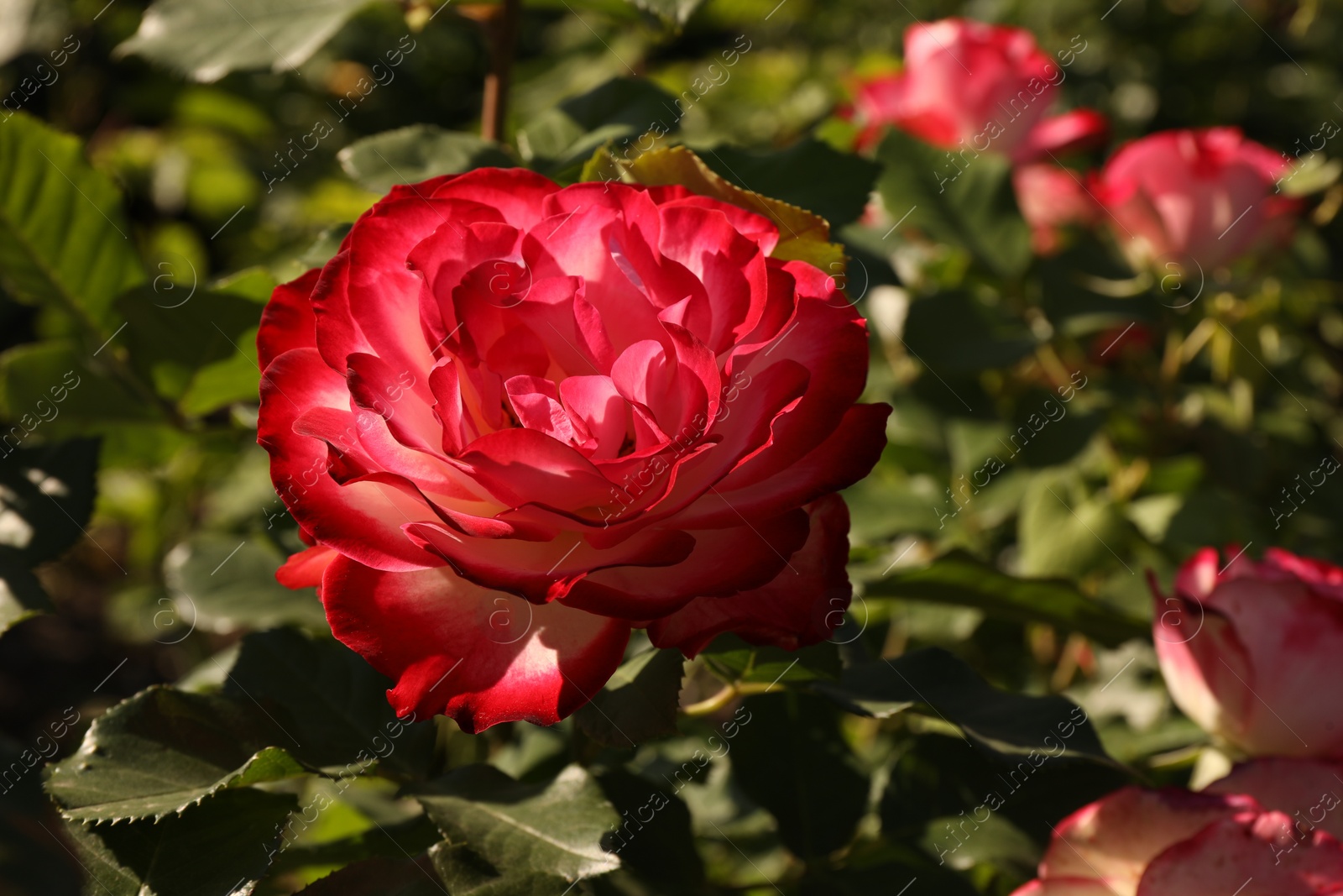 Photo of Beautiful roses blooming on sunny day outdoors, closeup