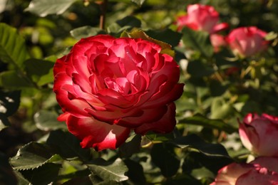 Photo of Beautiful roses blooming on sunny day outdoors, closeup