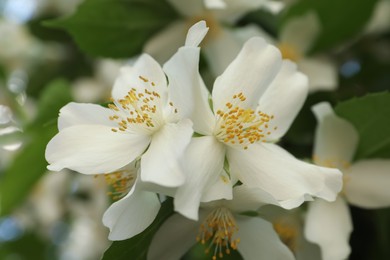 Photo of Beautiful blooming white jasmine shrub outdoors, closeup