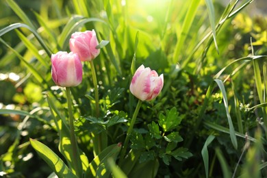 Photo of Beautiful colorful tulips growing in flower bed