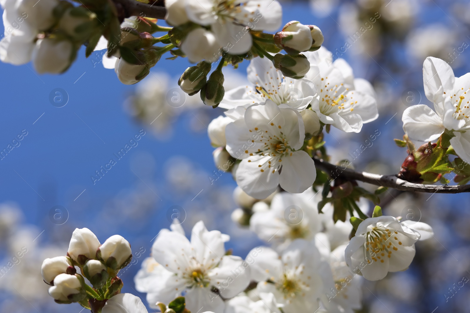 Photo of Closeup view of beautiful blossoming plum outdoors on sunny spring day