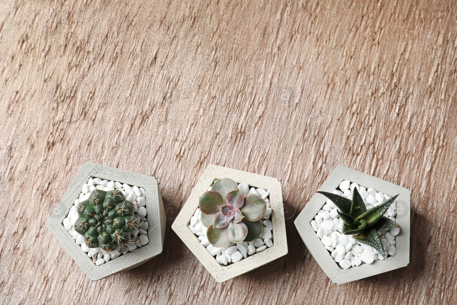 Photo of Beautiful succulent plants in stylish flowerpots on table, flat lay with space for text. Home decor