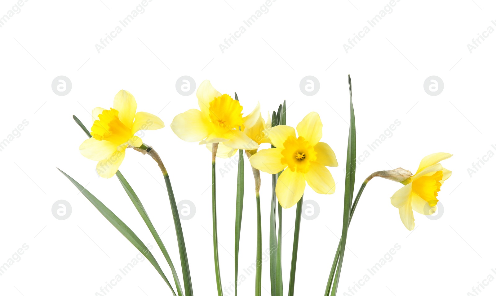 Photo of Beautiful daffodils on white background. Fresh spring flowers