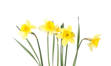 Beautiful daffodils on white background. Fresh spring flowers