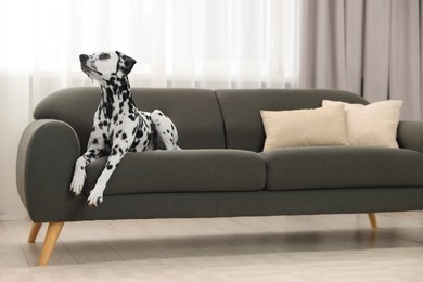 Adorable Dalmatian dog lying on couch indoors