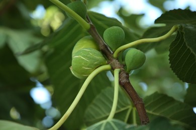 Photo of Unripe figs on tree branch outdoors, closeup