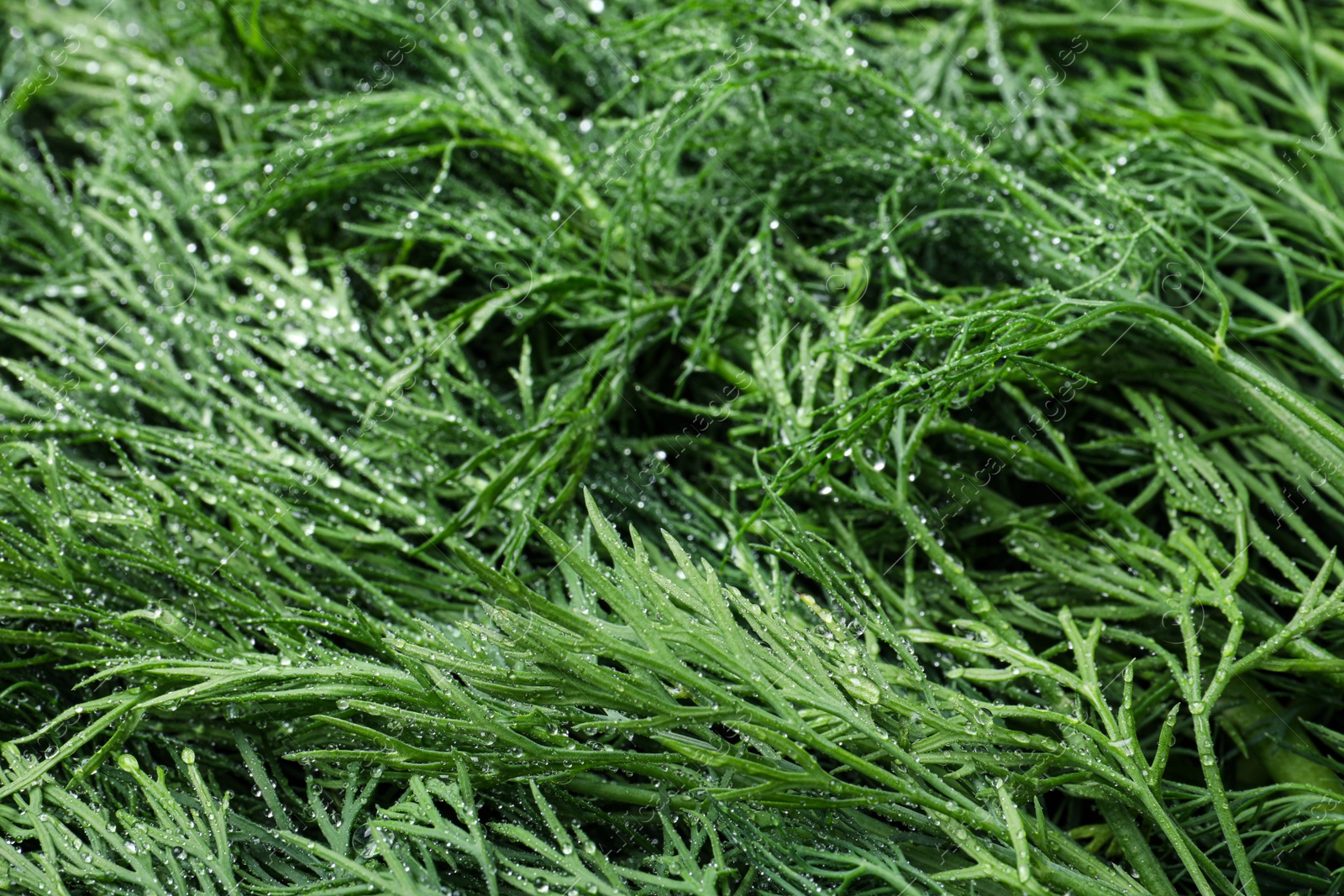 Photo of Wet fresh dill as background, closeup view