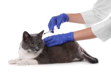 Professional veterinarian vaccinating cute cat on white background, closeup