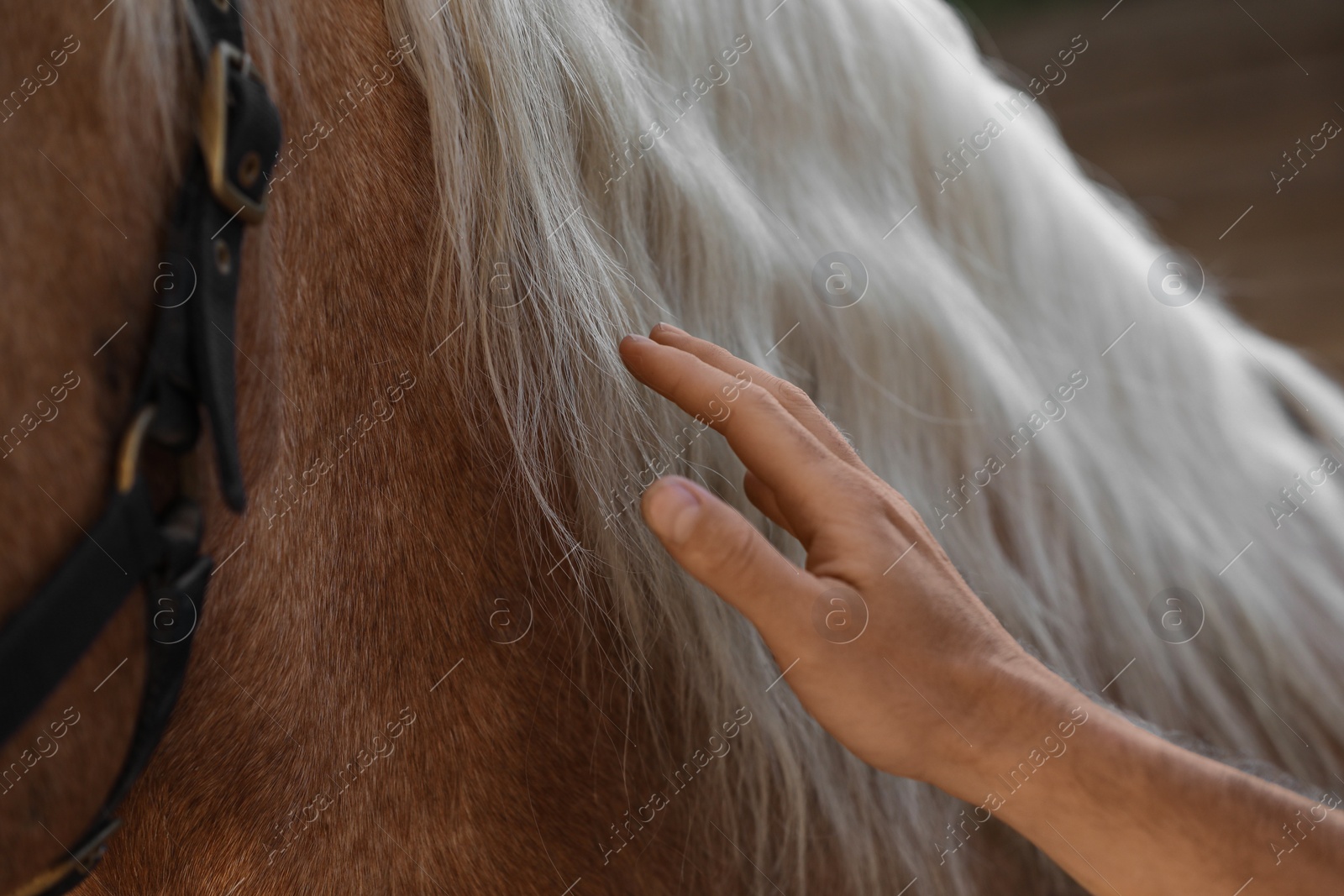 Photo of Man with adorable horse outdoors, closeup. Lovely domesticated pet