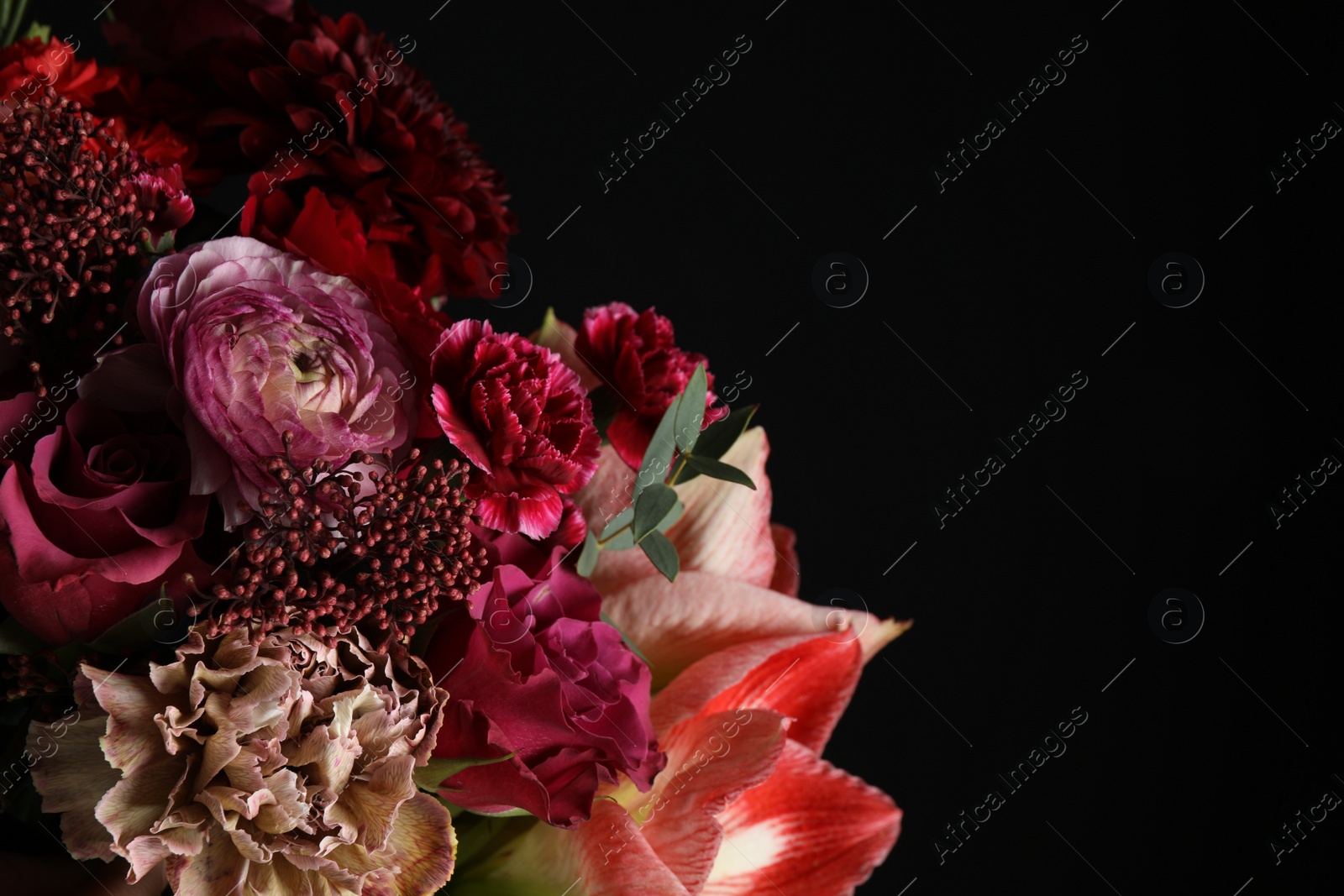 Photo of Beautiful fresh flowers on dark background, closeup with space for text