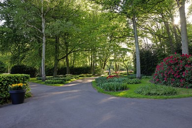 Photo of Beautiful park with blooming rhododendron plants on sunny day. Spring season