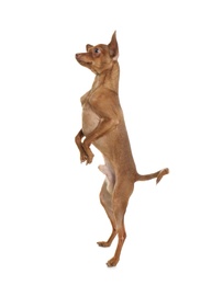 Photo of Cute toy terrier standing on hind legs against white background. Domestic dog