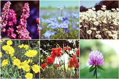 Collage with photos of different beautiful wild flowers