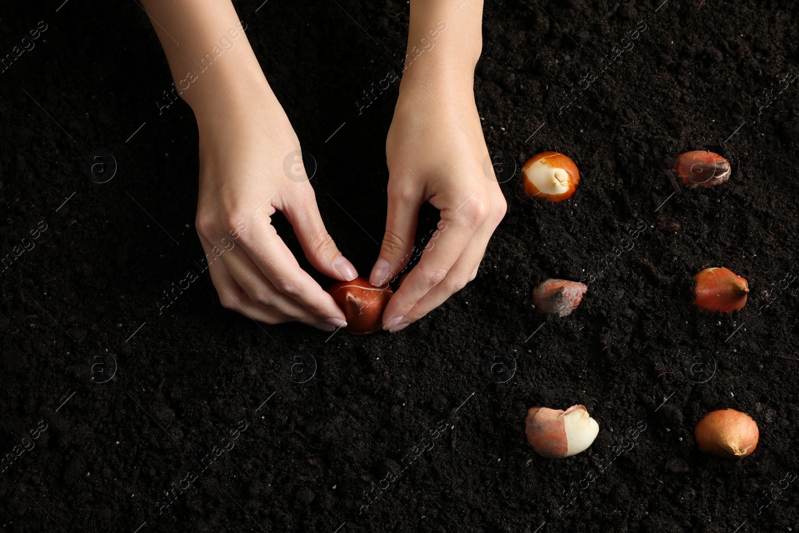 Photo of Woman planting tulip bulb into soil, closeup