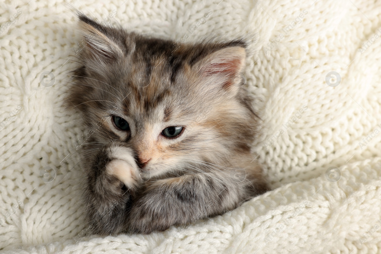 Photo of Cute kitten in white knitted blanket, above view