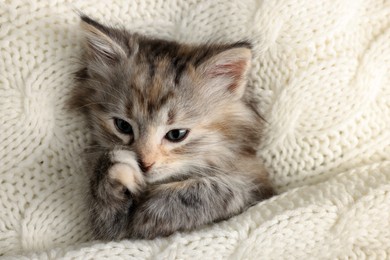 Cute kitten in white knitted blanket, above view