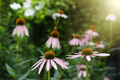 Beautiful pink Echinacea flowers growing outdoors on sunny day