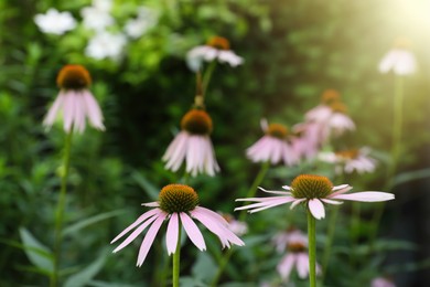 Photo of Beautiful pink Echinacea flowers growing outdoors on sunny day