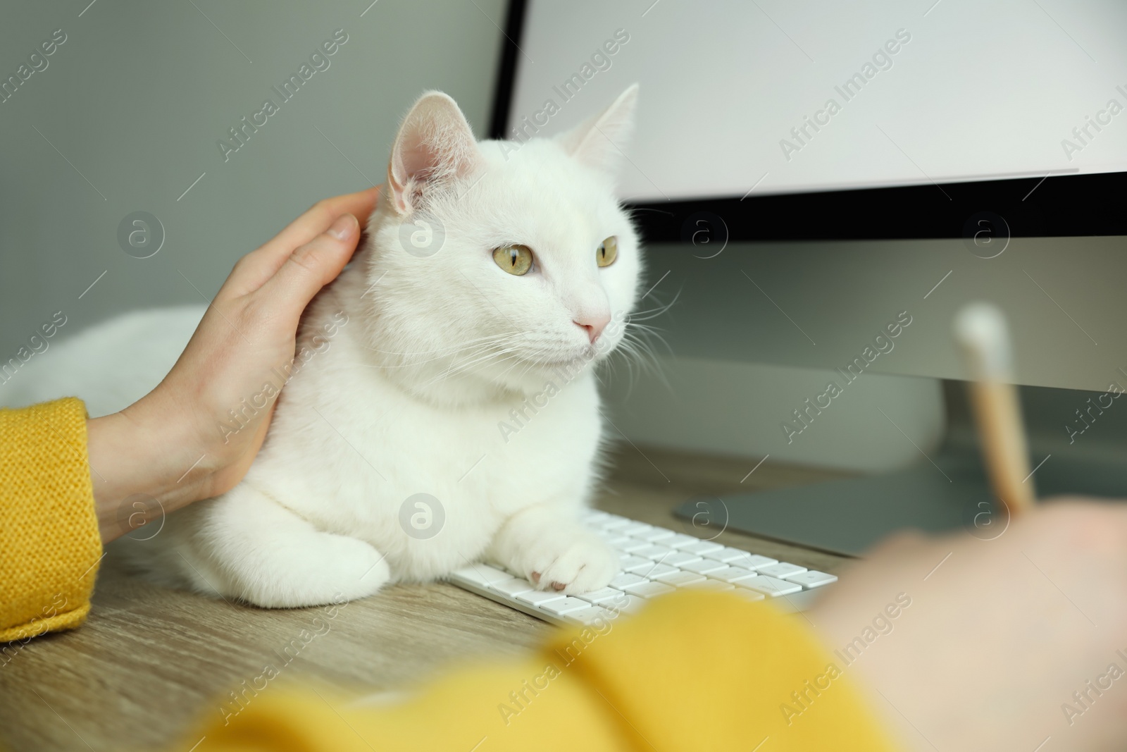 Photo of Adorable white cat lying on keyboard and distracting owner from work, closeup