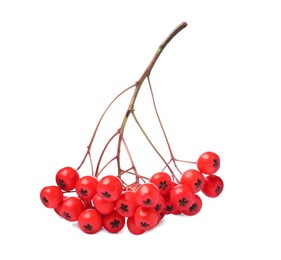 Photo of Bunch of ripe rowan berries on white background