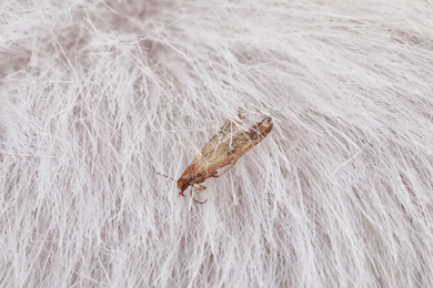 Common clothes moth (Tineola bisselliella) on light fur, closeup