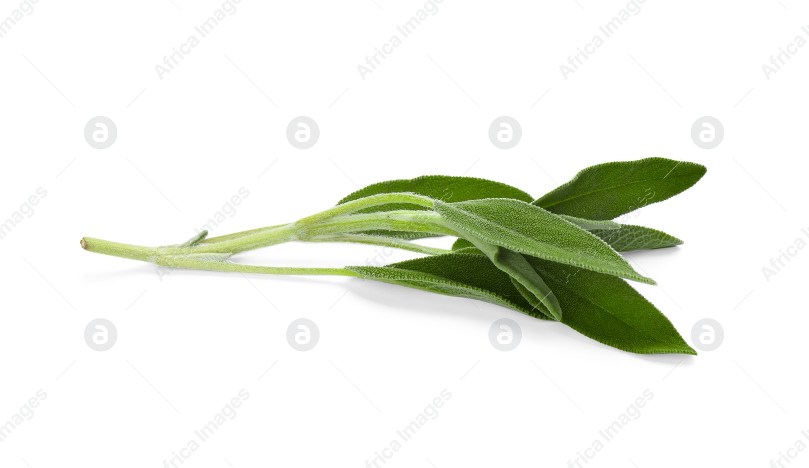 Photo of Fresh sage twig with green leaves isolated on white