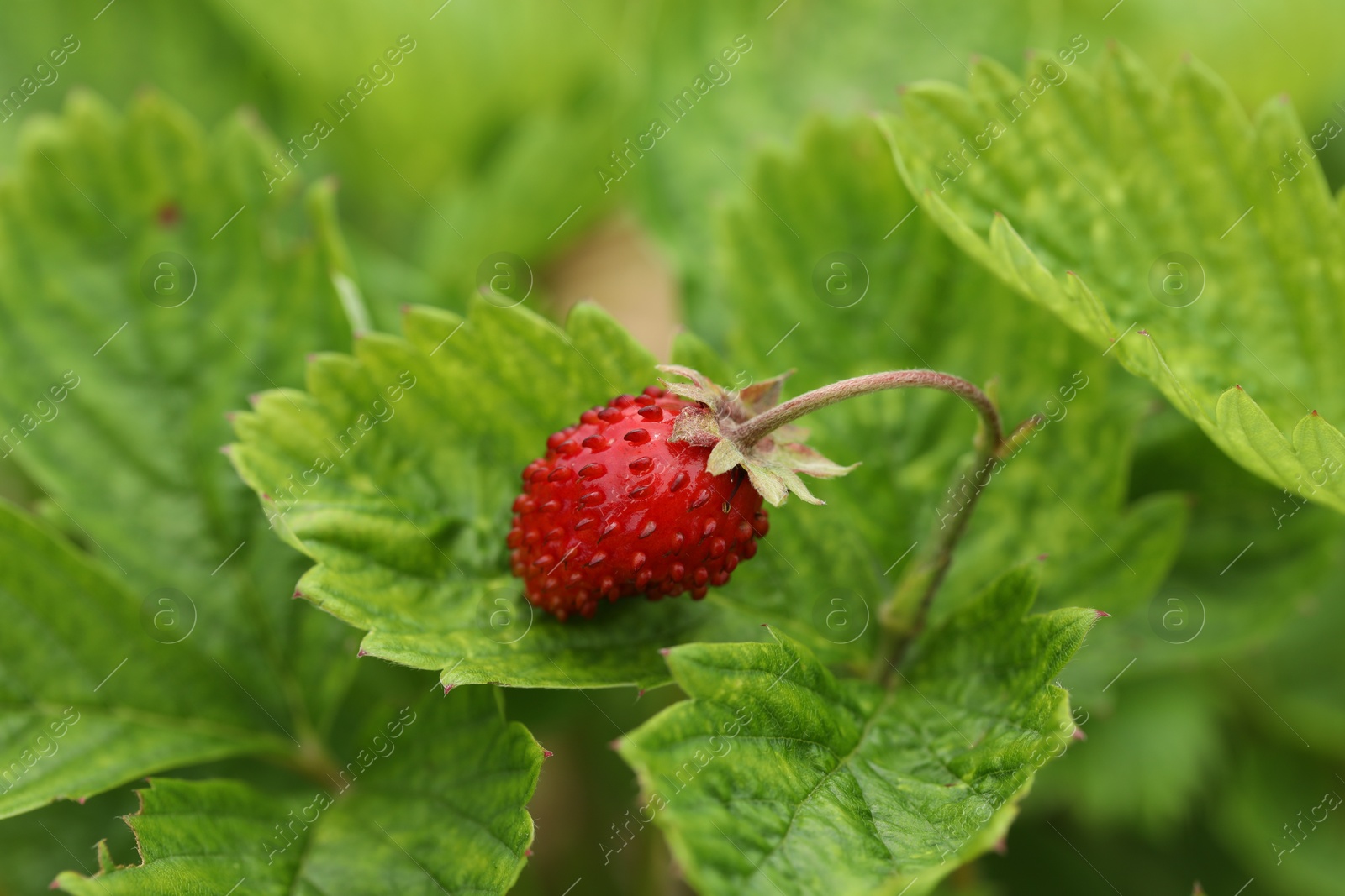 Photo of Ripe wild strawberry growing outdoors. Seasonal berries