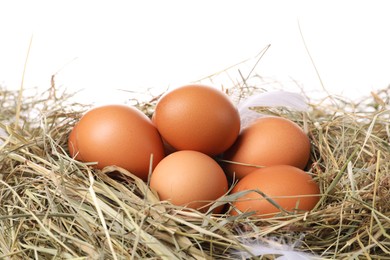 Fresh raw chicken eggs in nest on white background