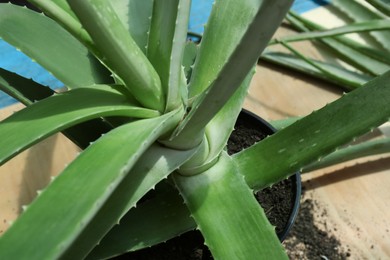 Photo of Closeup view of beautiful green aloe vera plant on table