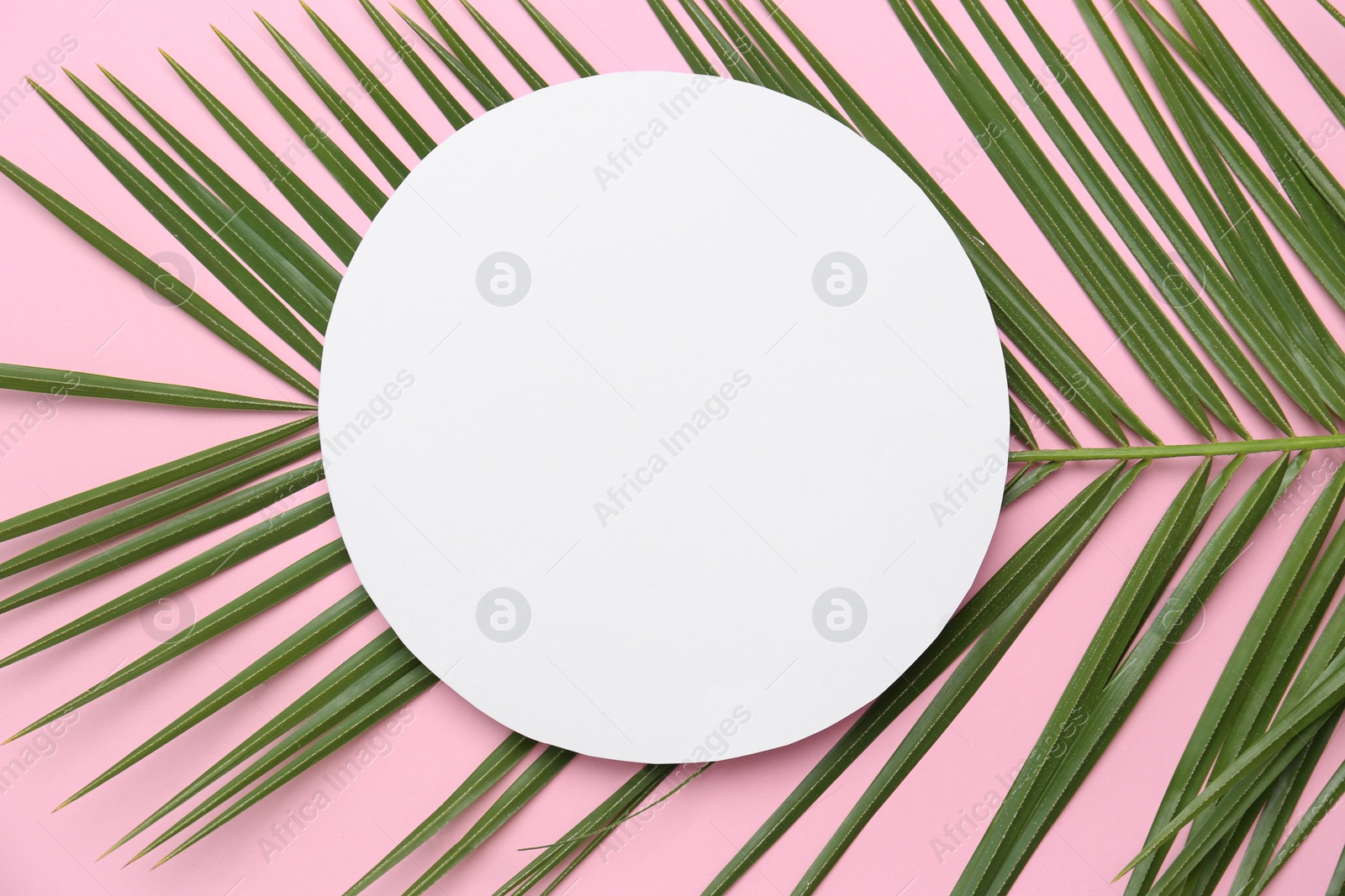 Photo of Beautiful composition with tropical leaf on color background, top view