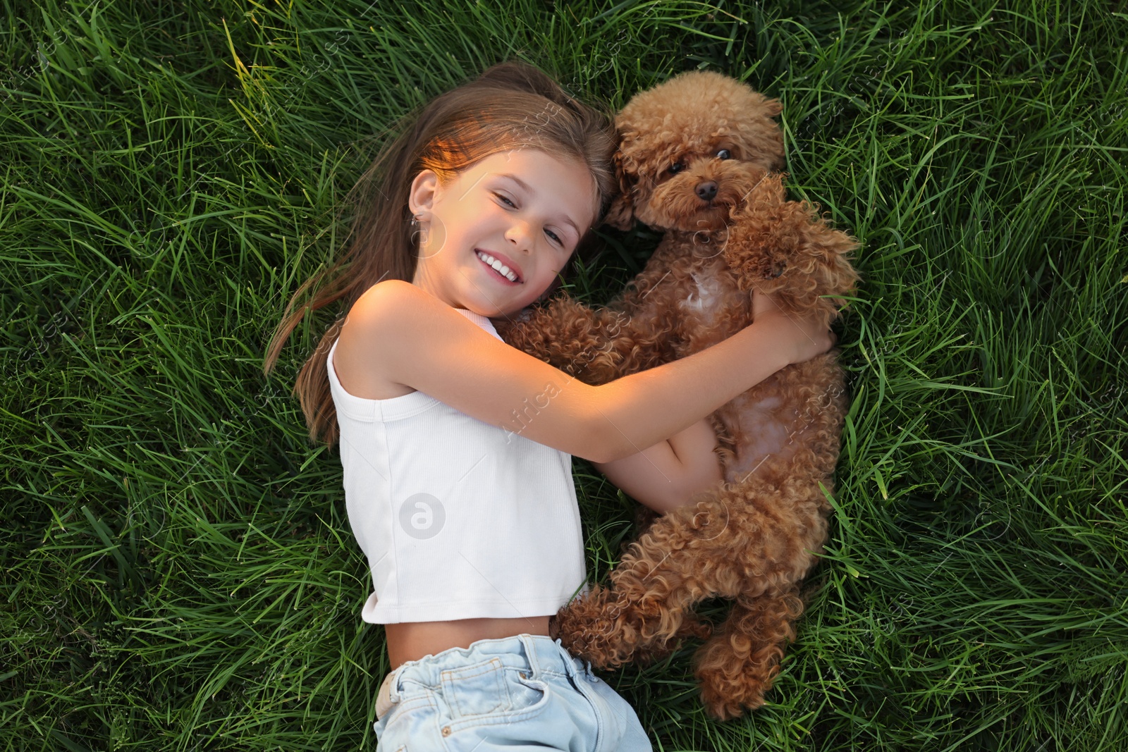 Photo of Beautiful girl with cute Maltipoo dog on green lawn outdoors, top view