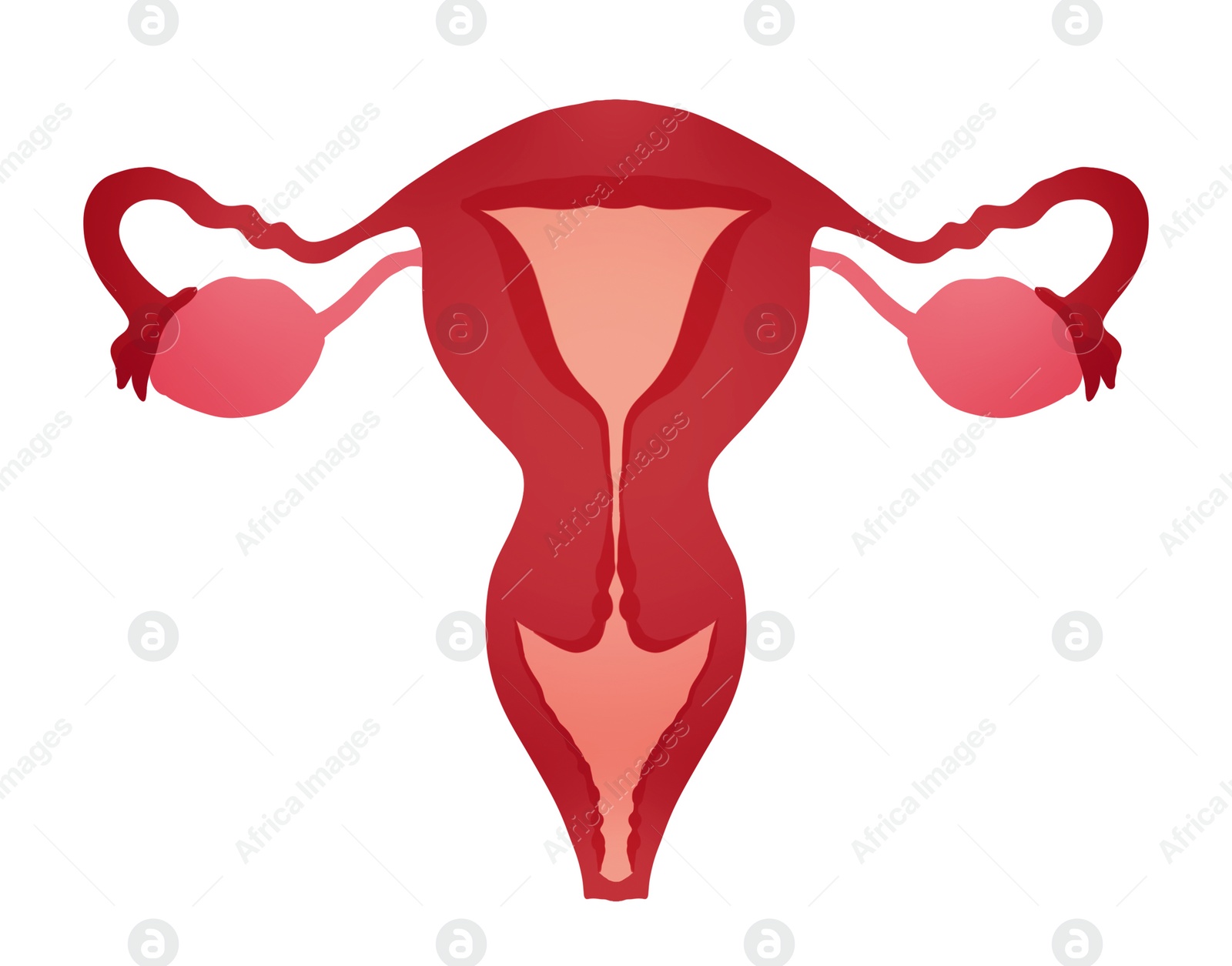 Image of Female reproductive system on white background, illustration