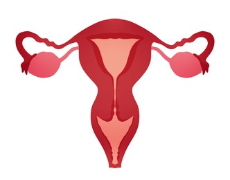 Female reproductive system on white background, illustration