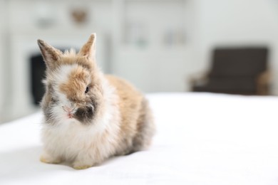 Photo of Cute fluffy pet rabbit on bed indoors. Space for text