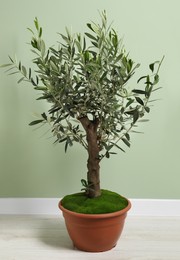 Photo of Olive tree in pot near light green wall indoors. Interior element