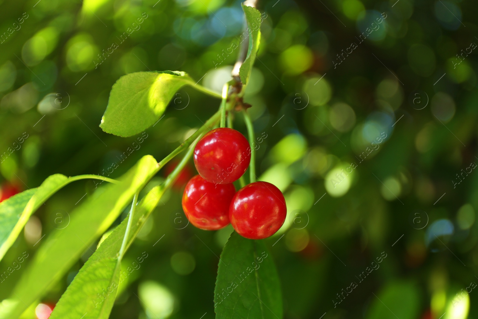 Photo of Tasty ripe cherries on tree branch outdoors, closeup